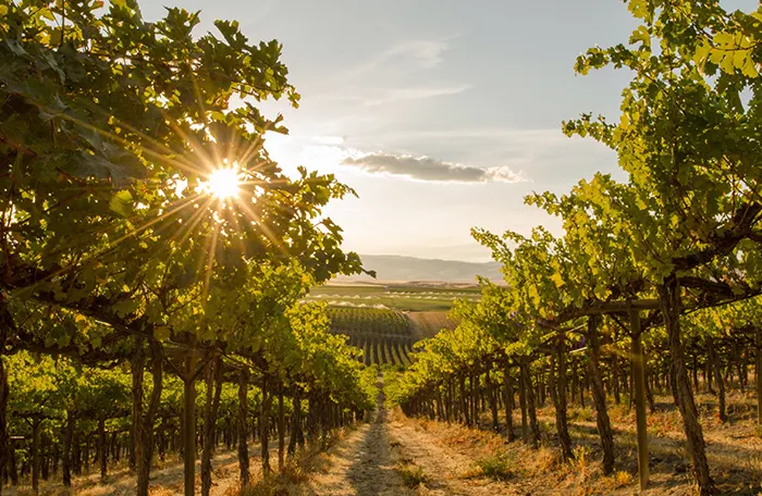 Les domaines viticoles